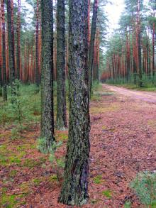 Lasy Nadleśnictwa Bolesławiec